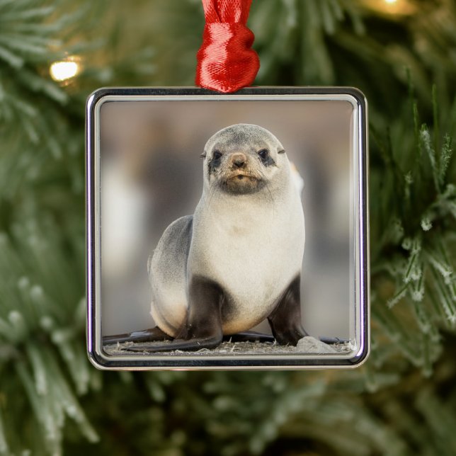 Portrait of Seal Pup on the Beach Metal Ornament (Tree)