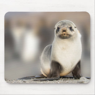 Portrait of Seal Pup on the Beach Mouse Pad