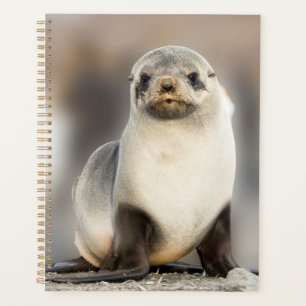 Portrait of Seal Pup on the Beach Planner