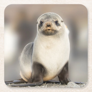 Portrait of Seal Pup on the Beach Square Paper Coaster