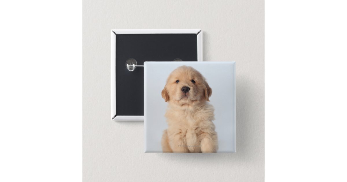 15 week golden retriever portrait of six week golden retriever puppy 15 cm square badge zazzle 15 week golden retriever portrait of six week golden retriever puppy 15 cm square badge zazzle