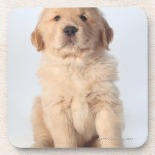 Portrait of six week old golden retriever puppy. coaster