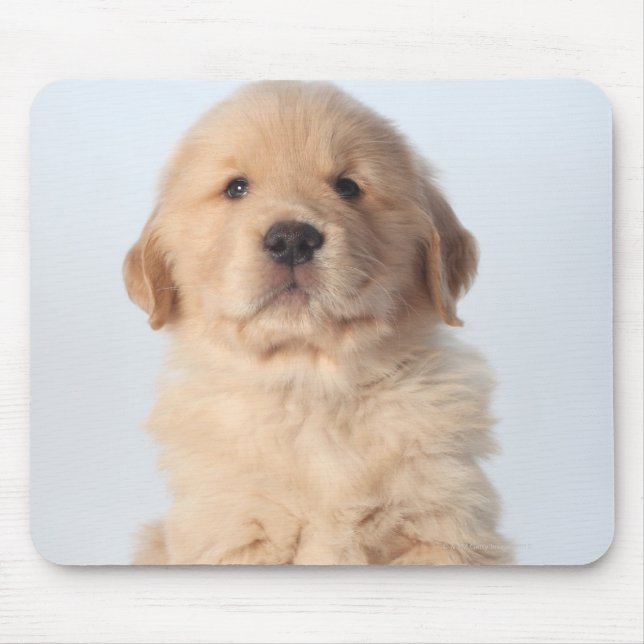 Portrait of six week old golden retriever puppy. mouse pad (Front)