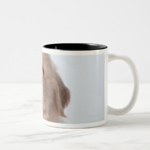 Portrait of six week old golden retriever puppy. Two-Tone coffee mug