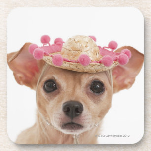 Portrait of small dog in sombrero coaster