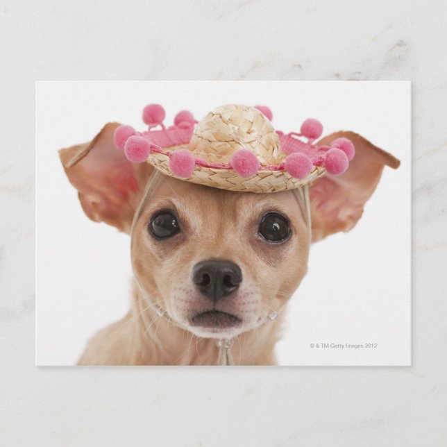 Portrait of small dog in sombrero postcard (Front)