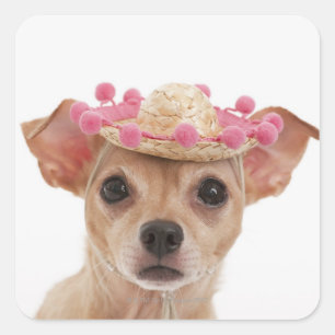 Portrait of small dog in sombrero square sticker
