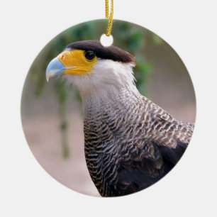 Portrait of Southern Crested Caracara Ceramic Tree Decoration