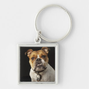 Portrait of tan and white bulldog with collar key ring
