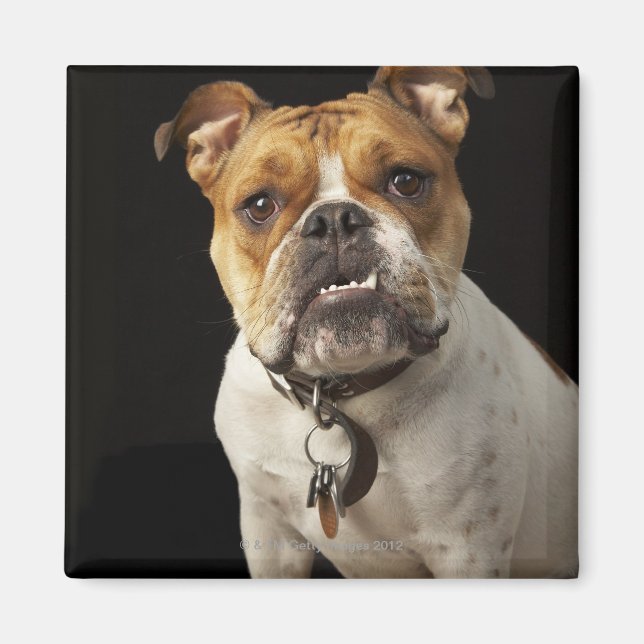 Portrait of tan and white bulldog with collar magnet (Front)