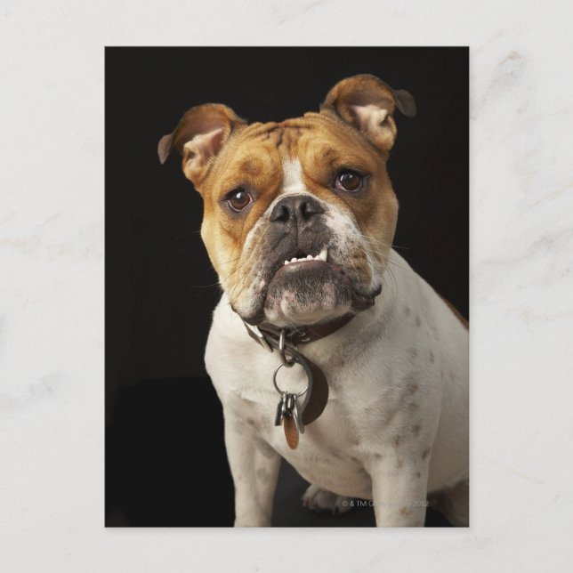 Portrait of tan and white bulldog with collar postcard (Front)