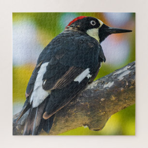Portrait of the Acorn Woodpecker Wildlife Photo   Jigsaw Puzzle