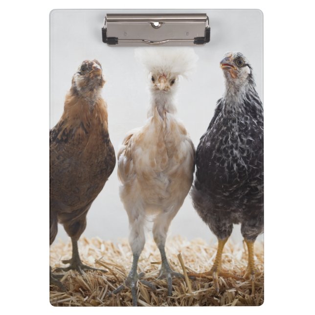 Portrait of Three Pet Chickens Looking Forward Clipboard (Front)