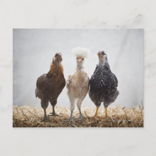 Portrait of Three Pet Chickens Looking Forward Postcard