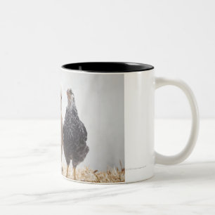 Portrait of Three Pet Chickens Looking Forward Two-Tone Coffee Mug