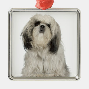 Portrait of Tibetan Terrier puppy Metal Ornament