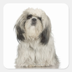 Portrait of Tibetan terrier puppy Square Sticker