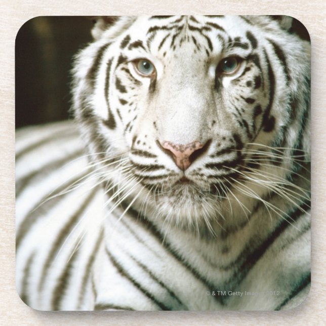 Portrait of tiger coaster (Front)