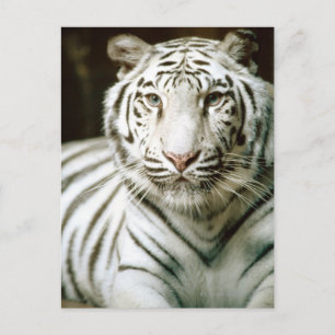 Portrait of tiger postcard