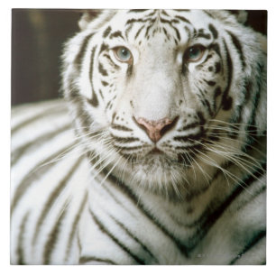Portrait of tiger tile