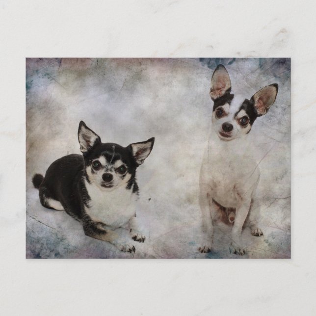Portrait of two chihuahua's postcard (Front)