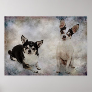 Portrait of two chihuahua's poster