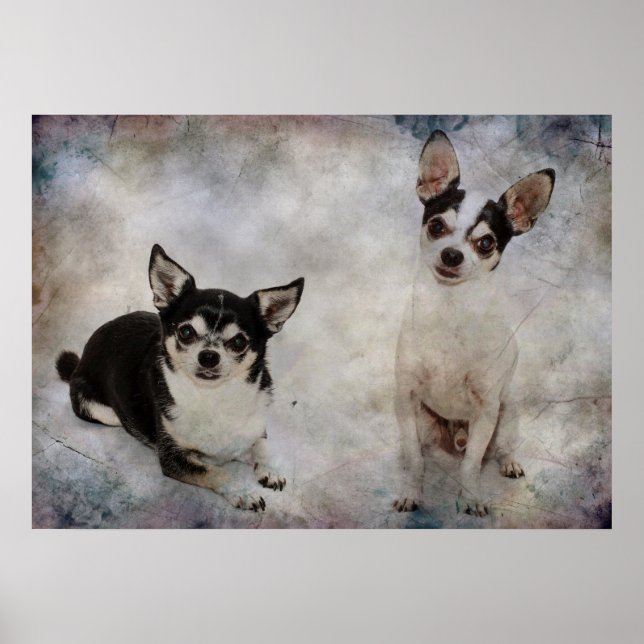 Portrait of two chihuahua's poster (Front)