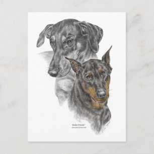 Portrait of Two Dobermans Postcard