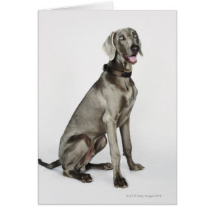 Portrait of Weimaraner dog