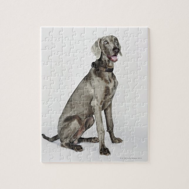 Portrait of Weimaraner dog Jigsaw Puzzle (Vertical)