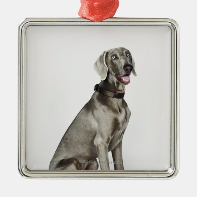 Portrait of Weimaraner dog Metal Ornament (Front)