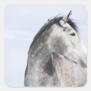 portrait of white horse 2 square sticker