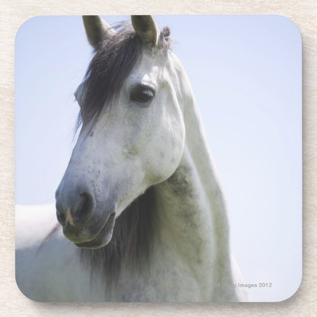 portrait of white horse coaster (Front)