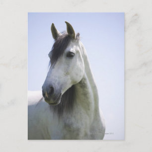 portrait of white horse postcard