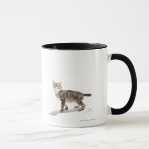 Portrait of white kitten looking up mug