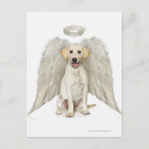 Portrait of white Labrador retriever wearing Postcard