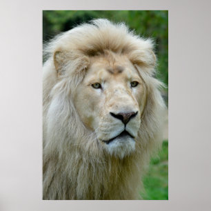 Portrait of white lion poster