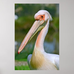 Portrait of white pelican poster