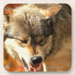 Portrait of wolf growling coaster