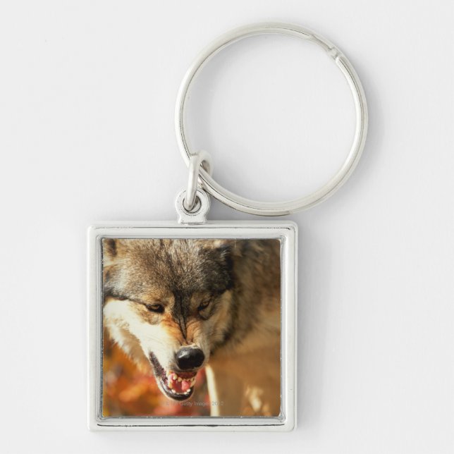 Portrait of wolf growling key ring (Front)