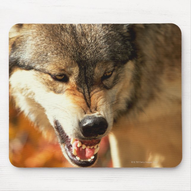 Portrait of wolf growling mouse pad (Front)