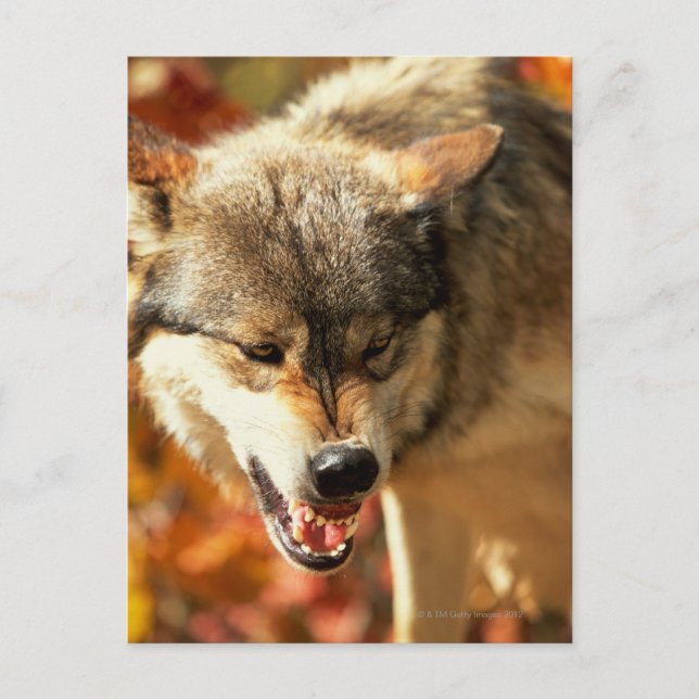 Portrait of wolf growling postcard (Front)