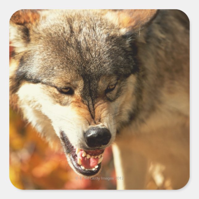 Portrait of wolf growling square sticker (Front)