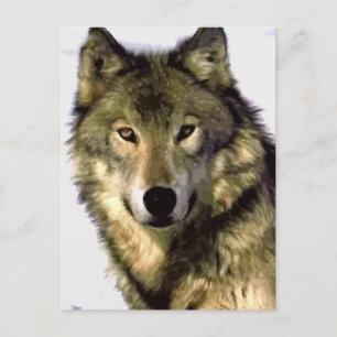 Portrait of Wolf Post Card