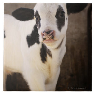 Portrait of young calf in stable tile