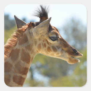 Portrait of young giraffe square sticker