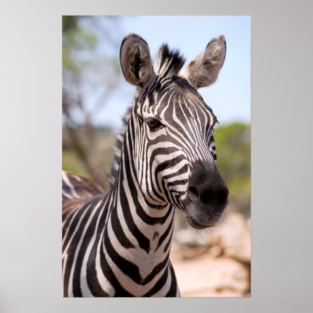 Portrait of zebra poster (Front)