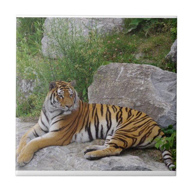 Portrait photo of a Siberian tiger Ceramic Tile (Front)