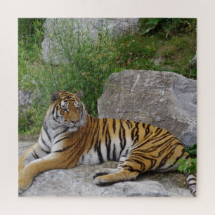 Portrait photo of a Siberian tiger Jigsaw Puzzle