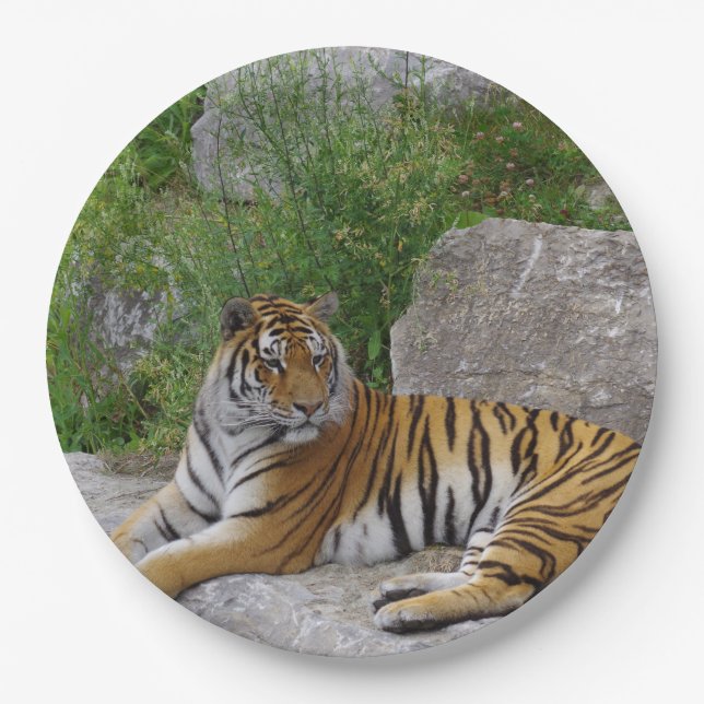 Portrait photo of a Siberian tiger Paper Plate (Front)